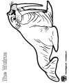 walrus coloring page