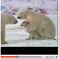 polar bear and dog playing