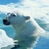 polar bear science activity
