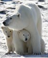 Polar bears crafts, activities and games