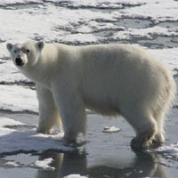 Save the polar bear activity