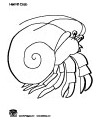 Hermit crab coloring pages