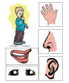 Five senses lessons and activities