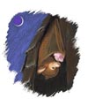 bat story